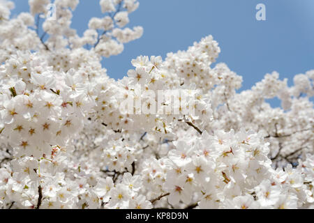 Big Kirschblüte Baum gegen den klaren blauen Himmel Stockfoto