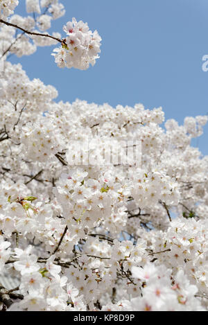Kirschblüte Baum gegen den klaren blauen Himmel Stockfoto