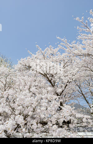 Frühling Kirschbaum gegen den klaren blauen Himmel Stockfoto