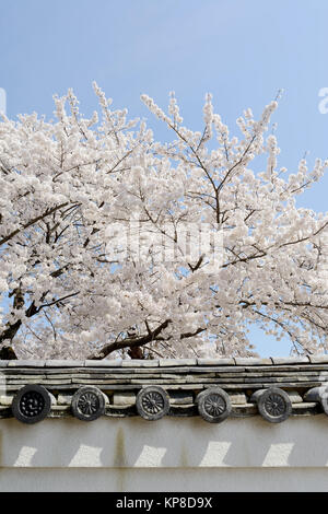 Kirschbaum Stockfoto