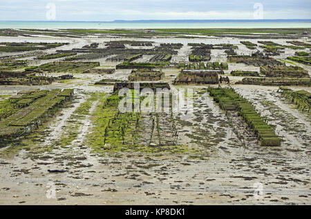 Austernzucht bei Cancale in der Bucht von Mont-Saint-Michel, Ärmelkanal, Département Ille-et-Vilaine, Bretagne, Frankreich, bei Ebbe Stockfoto