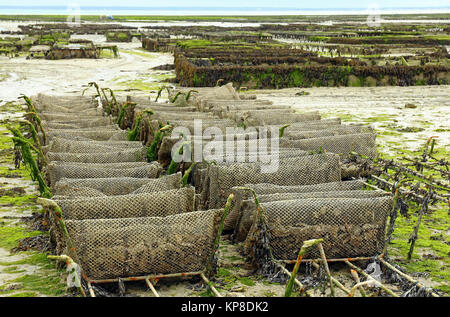 Austernzucht bei Cancale in der Bucht von Mont-Saint-Michel, Ärmelkanal, Département Ille-et-Vilaine, Bretagne, Frankreich, bei Ebbe Stockfoto