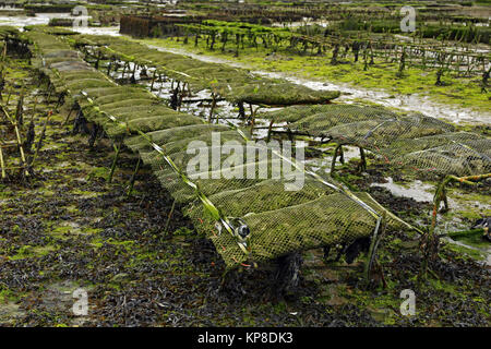 Austernzucht bei Cancale in der Bucht von Mont-Saint-Michel, Ärmelkanal, Département Ille-et-Vilaine, Bretagne, Frankreich, bei Ebbe Stockfoto