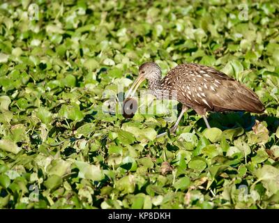 Limpkin (Aramus guarauna) mit applesnail in Rechnung, die Nahrungssuche in Feuchtgebieten, Gainesville, Florida, USA. Stockfoto