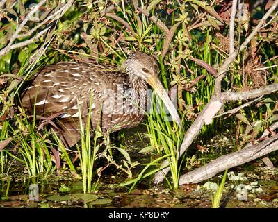 Limpkin (Aramus guarauna) Futter für applesnails in Feuchtgebieten, mit Schnecke Eier auch dargestellt. Gainesville, Florida, USA. Stockfoto