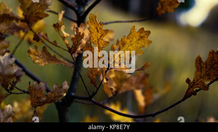 Eiche Blatt Stockfoto