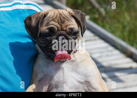 Junge glücklich Mops Stockfoto