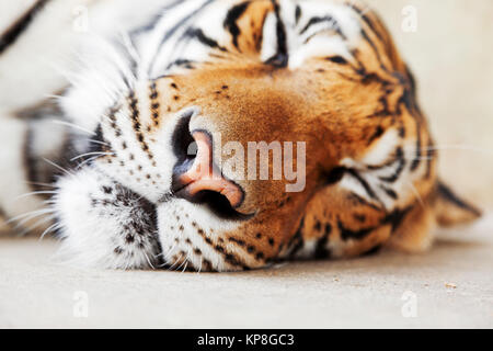 Tiger Tiger Schlafen, Schlafen, Schlafen, Schlafen Tiger Tiger Stockfoto