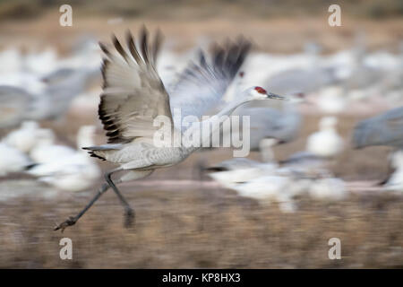 Sandhill Crane, (Grus canadensis), die in der Luft zu erhalten. Baskische Del Apache National Wildlife Refuge, New Mexico, USA. Stockfoto