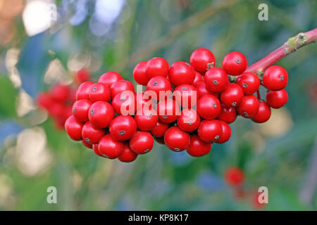 Die roten Beeren der europäischen Stechpalme Ilex aquifolium Stockfoto