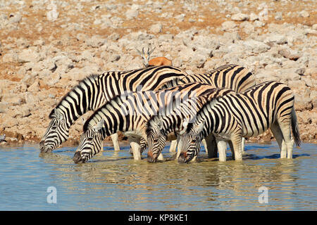 Ebenen Zebras Trinkwasser Stockfoto