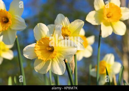 Narzisse der Sorte Orangerie - nennt man der Narzissen Blume Orangerie Stockfoto