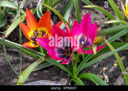 Wildtulpe kleine Schönheit Und Hageri Splendens - Wilde Tulpe nennt man kleine Schönheit und Hageri Splendens Stockfoto