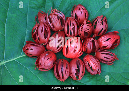 Frische ganze Mace aus Muskatnuss auf tropischen Blatt Hintergrund Stockfoto