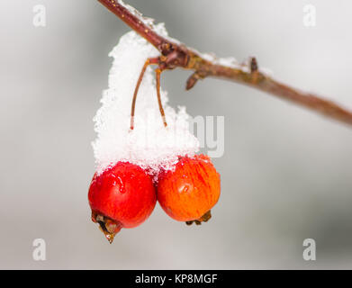 Reife äpfel mit Schnee bedeckt Stockfoto