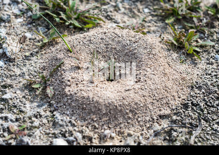 Ameisen Nest in der Waldlehrpfad Stockfoto