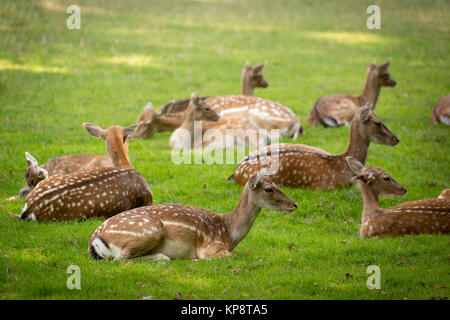 Herde Damhirsche Hirsche (lat. Dama Dama) auf einer Wiese Stockfoto