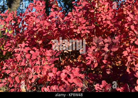 Herbstfarbe Blätter von Cotinus Coggygria wächst in einem Waldgürtel. Stockfoto