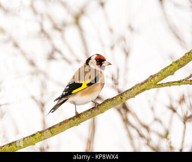 Europäische goldfinch Sitzen auf einem Ast Stockfoto