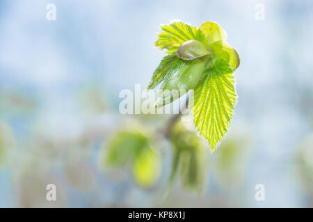 Frischer Frühling spriessen die Blätter und Knospen auf blühenden Zweig Stockfoto