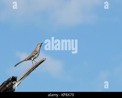 Nördlicher Mockingbird (Mimus polyglottos) Staring Off in the Distance im Savannas Preserve State Park, Jensen Beach, Florida mit Kopierraum Stockfoto