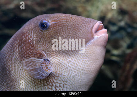 Balistes carolinensis Stockfoto