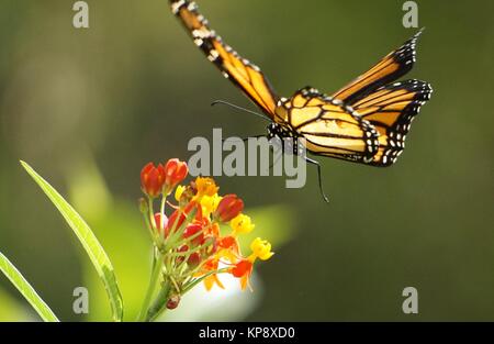 Ein Monarchfalter (danaus Plexippus) Startet sich von Milkweed Stockfoto