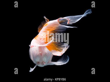 Weißer Goldfisch mit rotem Kopf auf einem schwarzen Hintergrund Stockfoto