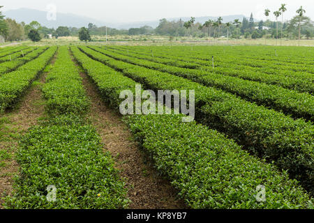 Tee Plantage in TaiWan Stockfoto