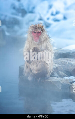 Snow Monkey Makaken Onsen Stockfoto