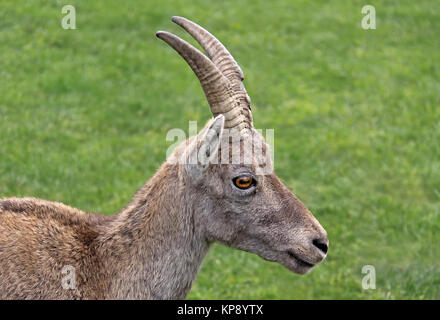 Weibliche Alpensteinbock Capra ibex Stockfoto