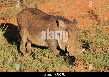 Warzenschwein in natürlichen Lebensraum Stockfoto