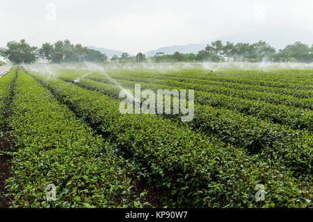 Grüner Tee Plantage mit Wasser der Sprinkleranlage Stockfoto