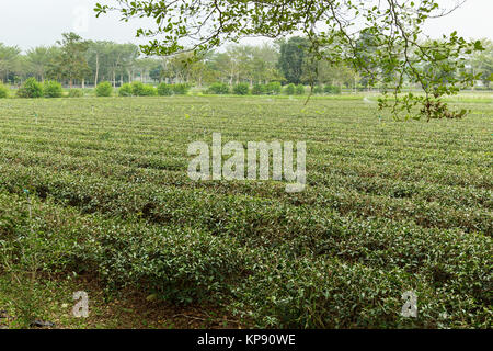 Tee-Plantage-Bauernhof Stockfoto