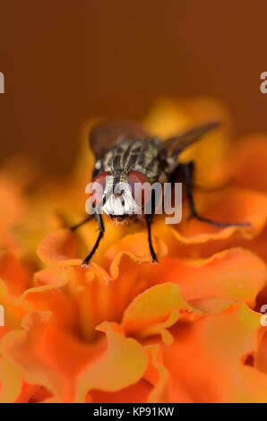 Stubenfliege auf einem merrygold Blume Stockfoto