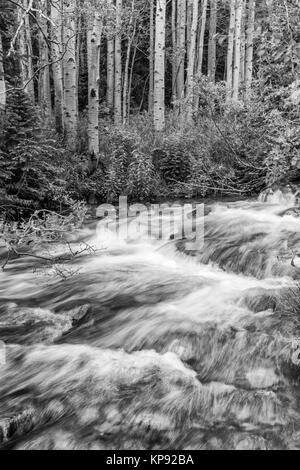 Ein kleiner stand von Aspen Bäume von Glacier Creek im Rocky Mountain National Park, Colorado Stockfoto