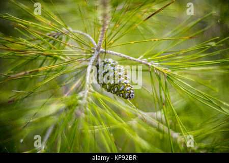 Pine Cone close-up in Grün frische Stockfoto