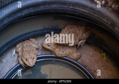 Bull Frog farm Tiere in alten Reifen für Essen in Thailand Stapel Stockfoto