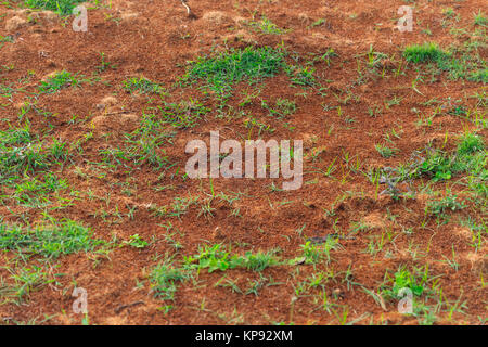 Gras sprießen von fruchtbaren Boden angebaut Stockfoto