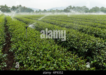 Grüner Tee Bauernhof mit Wasser der Sprinkleranlage Stockfoto