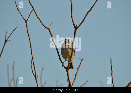 Der Zonotrichia capensis Vogel Stockfoto