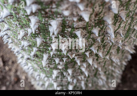Weißen Silk Floss Tree Trunk Stockfoto