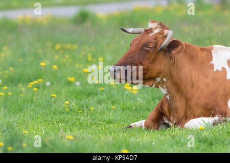 Kuh ruht auf der Lichtung Stockfoto