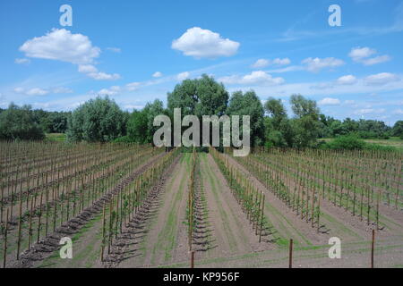 Junge Obstbäume im Alten Land Stockfoto