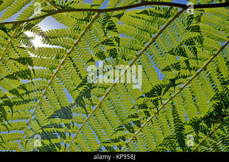 In der Nähe der Rückseite leuchten überlappende Baum farnwedel vor blauem Himmel mit Sonnenlicht durchscheinen. Grünen Hintergrund. Selektive konzentrieren. Stockfoto