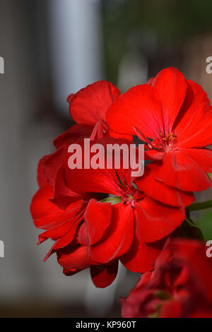 Red pelargonium Stockfoto