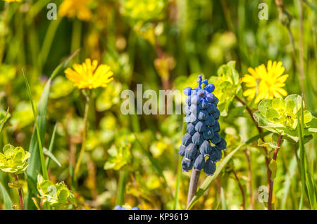 Nahaufnahme der gemeinsamen Traubenhyazinthen, Muscari neglectum Stockfoto