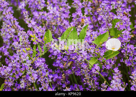 Convolvulus Arvensis (Feld Ackerwinde) Stockfoto