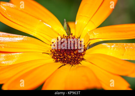 Gemeinsame Ringelblume, Calendula officinalis, Nahaufnahme Stockfoto