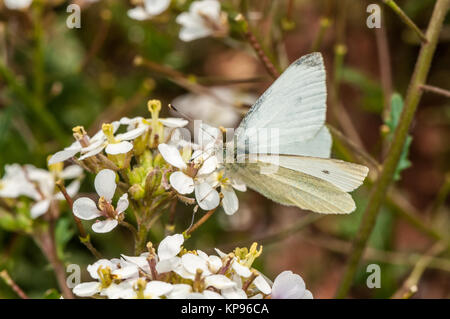 Weiß wallrocket (Diplotaxis erucoides) mit einem cabbage Butterfly (Pieris brassicae) oben Stockfoto